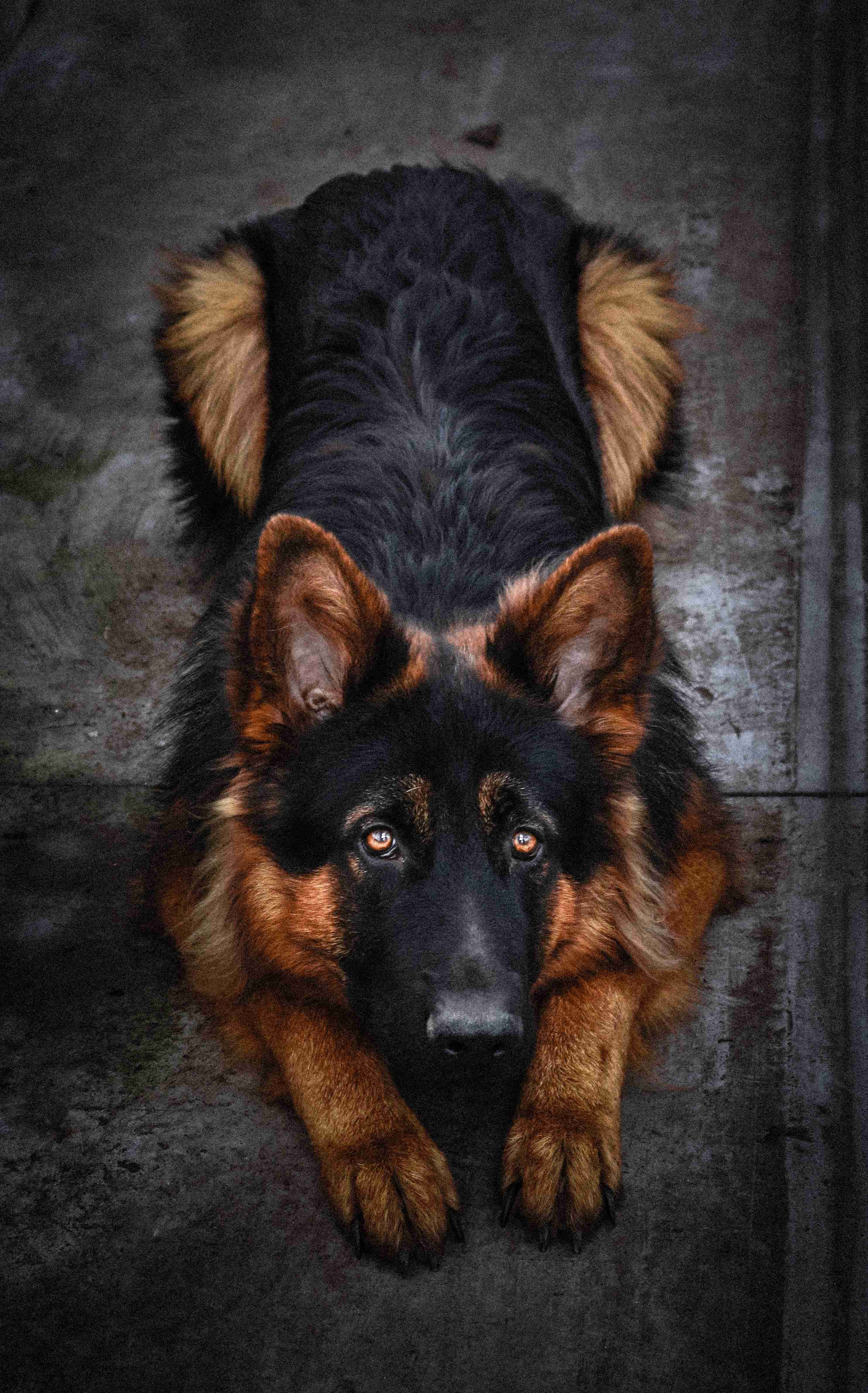 Can German shepherds be left alone for long periods of time?